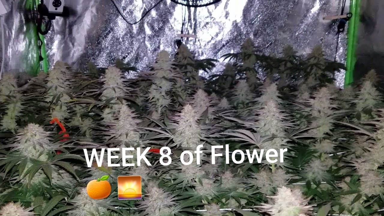 Week 8 of Flower! Night Video 🍊🌅 Autumn colors / Mandarin Sunset