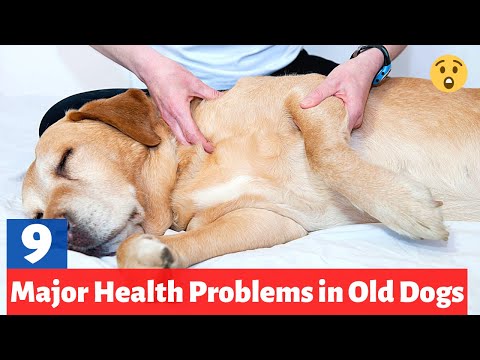 Vídeo: 9 problemas comuns de saúde Senior Dogs Face