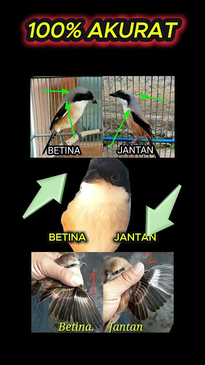 ciri ciri cendet jantan dan betina #cendet