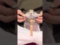 初投稿の動画（多分） #癒し #リチャードソンジリス #ピー助