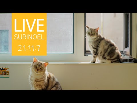 🔴21.11.7 LIVE 【<strong>SURI</strong>&amp;amp;NOEL】  수리노을 고양이들 생방송 😺📹