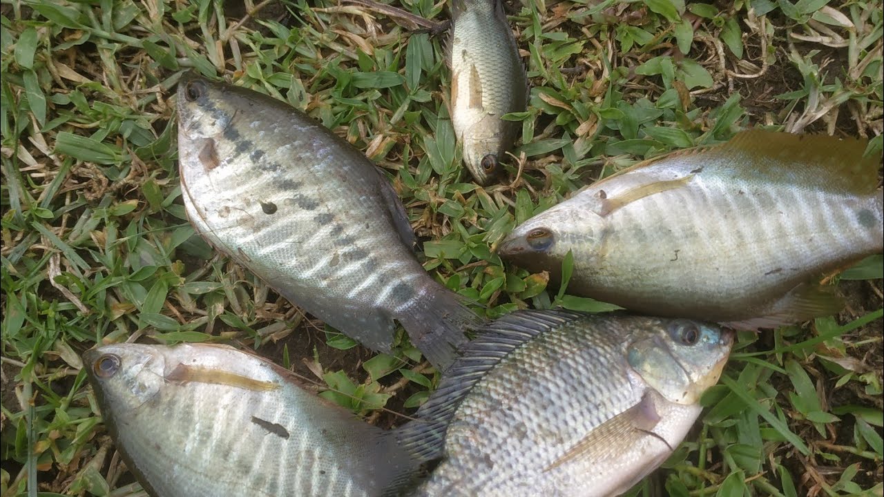 Mancing di rawa