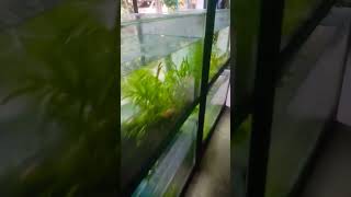 Planted tank #fish #nature #shrimp #short