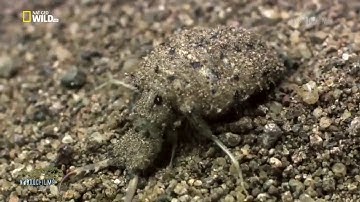 Bí ẩn thế giới côn trùng   HD Thuyết minh mp4