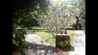 thai bamboo.mpg