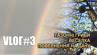 VLOГ#3: газонні гриби, веселка, повернення на дачу