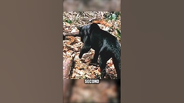Zwarte Panter vs. Reuzenpython... De achtervolging die niemand had verwacht #dieren #korte broek
