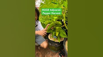 Peppers | #cute #garden #shorts #update #giant #big #beautiful #green #pepper #plants #harvest #wow