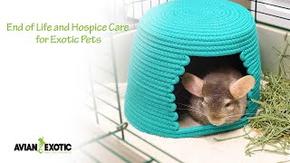 End of Life and Hospice Care for Exotic Pets by Avian and Exotic Animal Clinic 544 views 3 years ago 5 minutes, 24 seconds