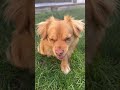 Cuidado amigos #shorts #puppy #dog