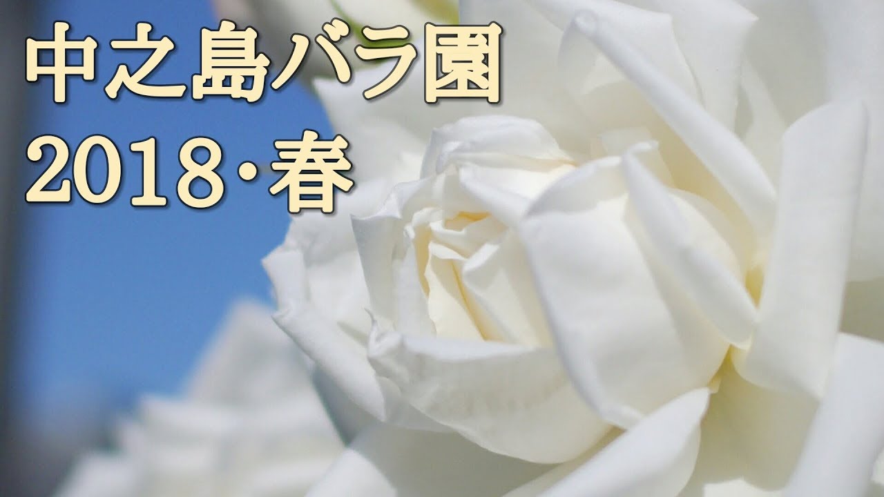 中之島公園のバラ園18 春 朝の薔薇 中之島バラ園にて Youtube