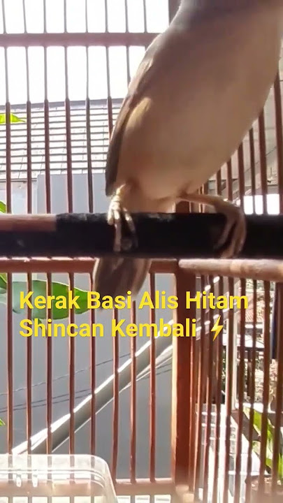 #01-2023 | Kerak Basi Alis Hitam Gacor Konslet ⚡#kicaumania #kerakbasialishitam #birds