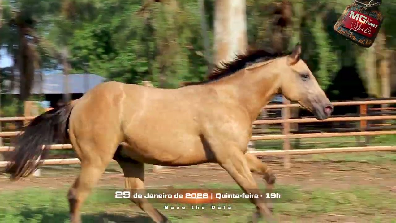 9 - AMBERCROMBIE STEP CAT