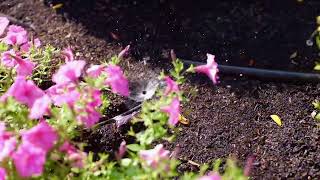 Drip Irrigation