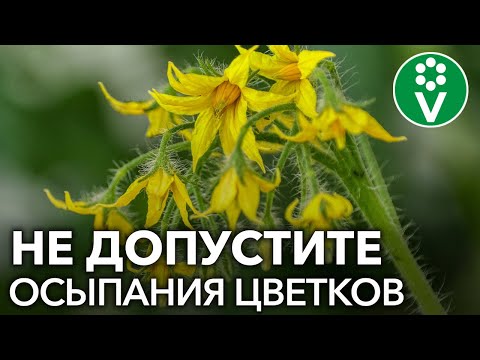 ОПАДАЮТ ЦВЕТЫ ТОМАТОВ? Сделайте ЭТО для спасения урожая!