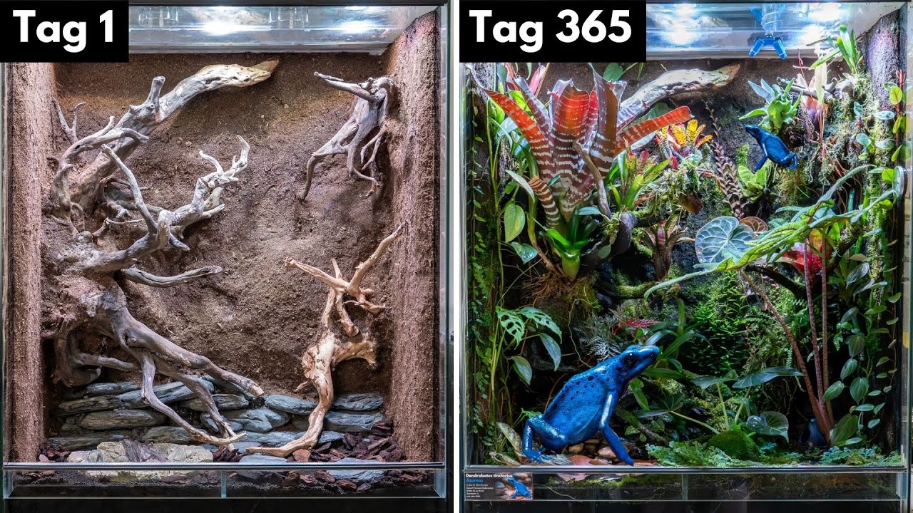 Regenwald Terrarium für Pfeilgiftfrösche! (Komplette Einrichtung)