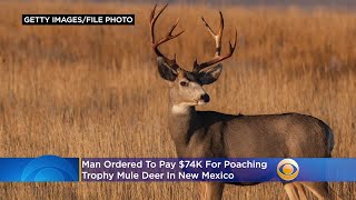 Man Ordered To Pay $74K For Poaching Trophy Mule Deer In New Mexico