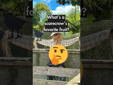 What's a scarecrow's favorite fruit trynottolaugh funny funnyjokes jokes shorts lol