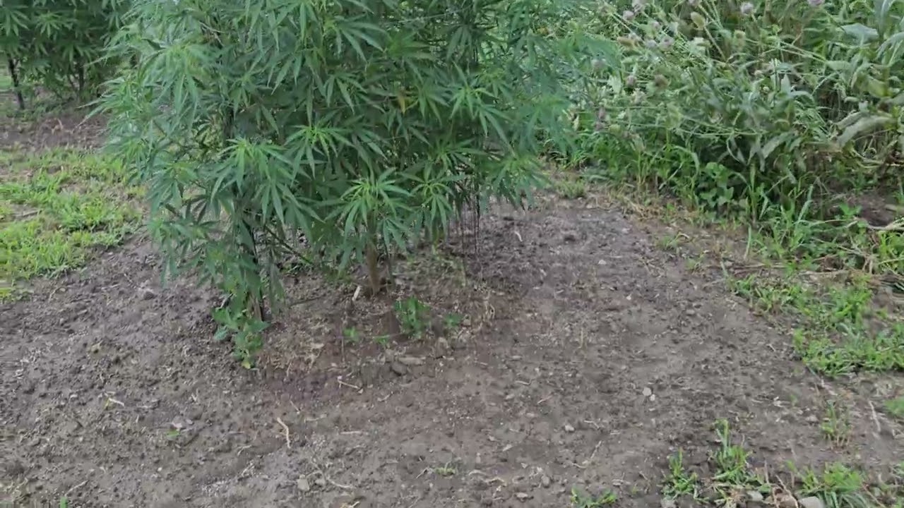 OutDoor Cannabis Grow July 15 2025