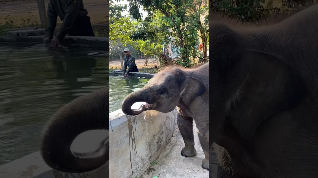 Anak gajah gemesin di Way Kambas 🐘❤️ 