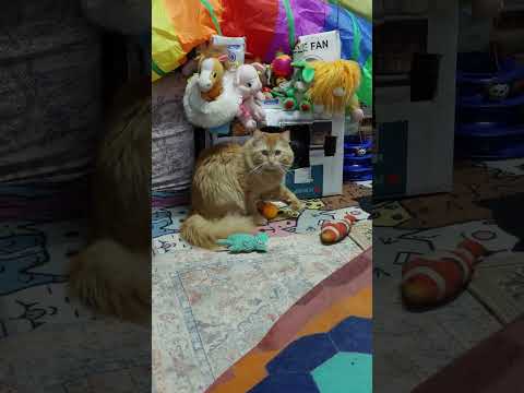 Они даже прибрать не дают вытаскивают свои игрушки