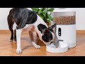 Automatic pet feeder robot 👍#trending #automobile #robot#viralvideo #robot #testin #arduino #machine