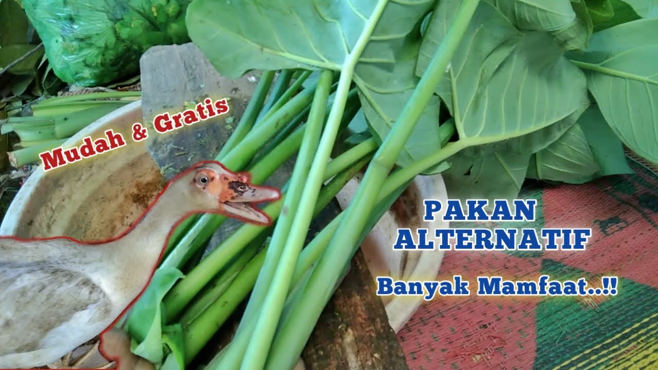 CARA MENGOLAH DAUN TALAS PAKAN ALTERNATIF BEBEK ENTOK MUDAH DAN GRATIS