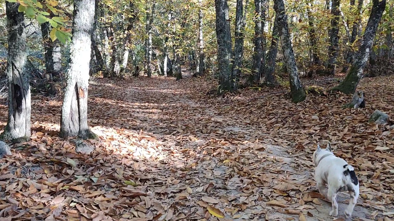 Paseo estepa  galicia