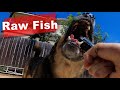 Pitbull German Shepherd Mix eating raw Mackerel