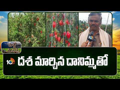 Farmer Success Story | Pomegranate Cultivation | దశ మార్చిన దానిమ్మ తోట | Matti Manishi | 10TV - 10TVNEWSTELUGU