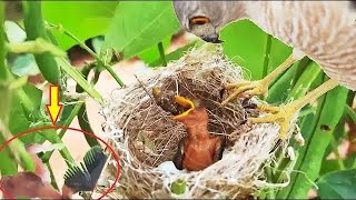 Download Lagu Parent's GRAVE Reaction Watching HAWK CHEWING its BABY Bird | Bird eating bird | bird nest Attack MP3 Download Lagu Parent's GRAVE Reaction Watching HAWK CHEWING its BABY Bird | Bird eating bird | bird nest Attack MP3