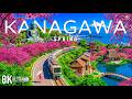 Spring in Kanagawa 8K 🌸 Sakura Coastlines, Kamakura Temples &amp; Peaceful Nature Views | 8K UHD