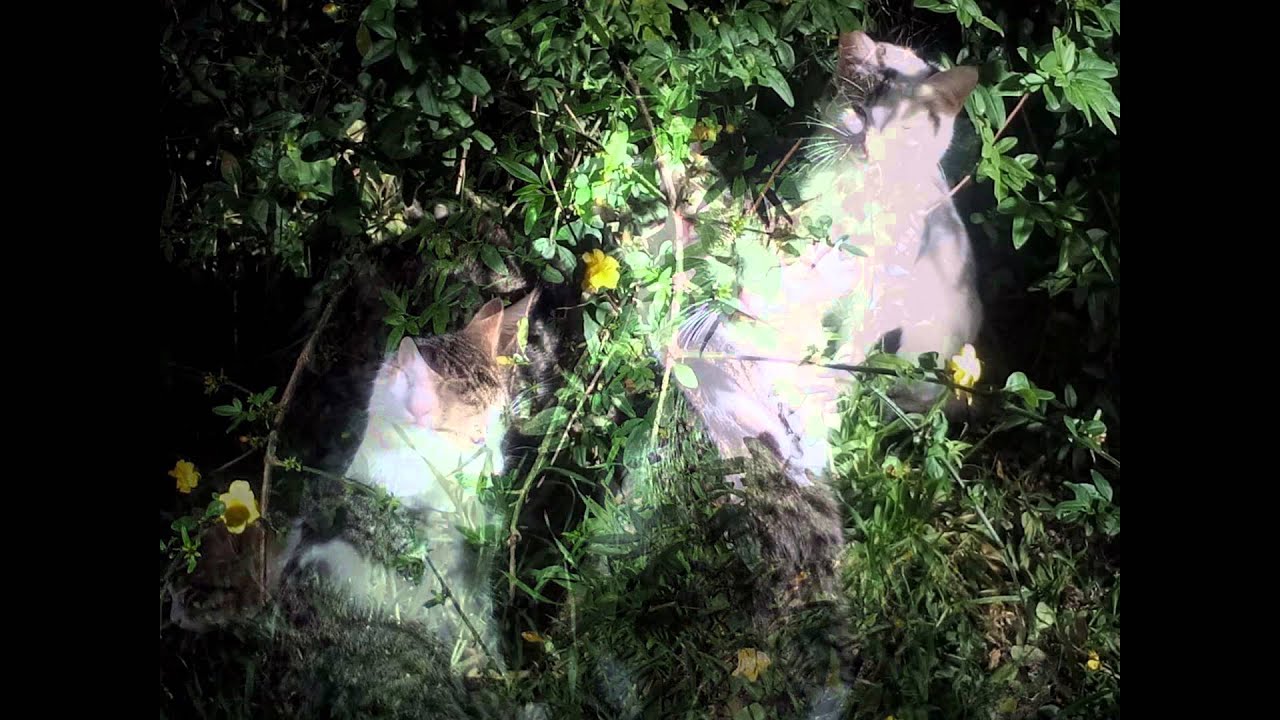 spliske maške oli مواء oli મ્યાઉ oli מִיָאוּ oli mrnjau oli mjau oli miau