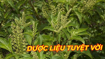 HƯƠNG NHU TRẮNG- TÁC DỤNG DƯỢC LIỆU LÂU ĐỜI KHÔNG THỂ THAY THẾ TRONG Y HỌC CỔ TRUYỀN.