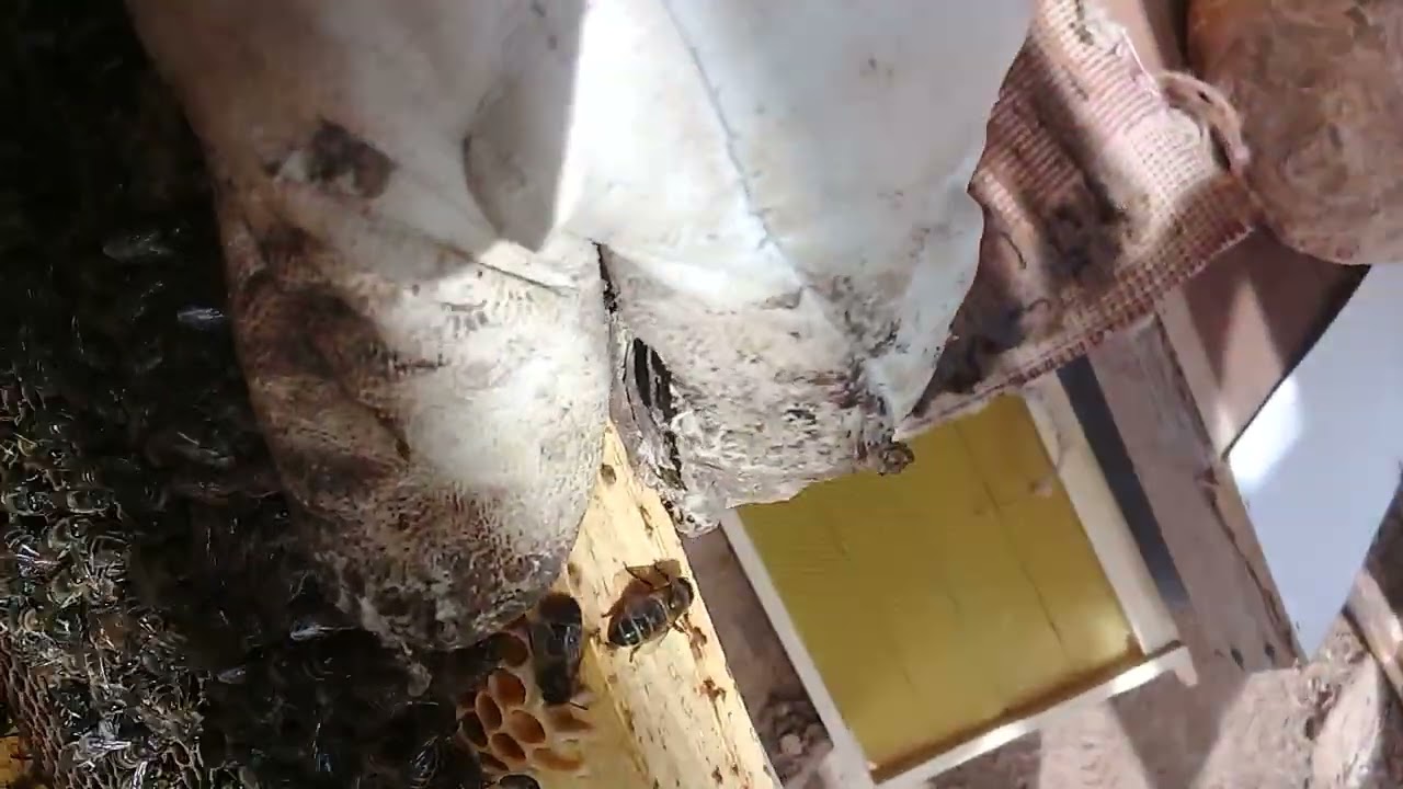 بعض الحلول لتوسيع رقعة البيض عند الملكة عندما تكون معضم الاطارات بها تغدية.