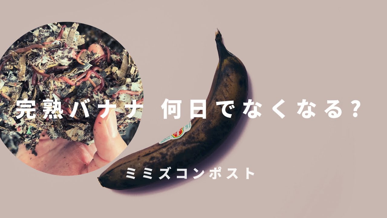 【ミミズコンポスト】完熟バナナ　2週間でどのくらい分解されるのか？ #003