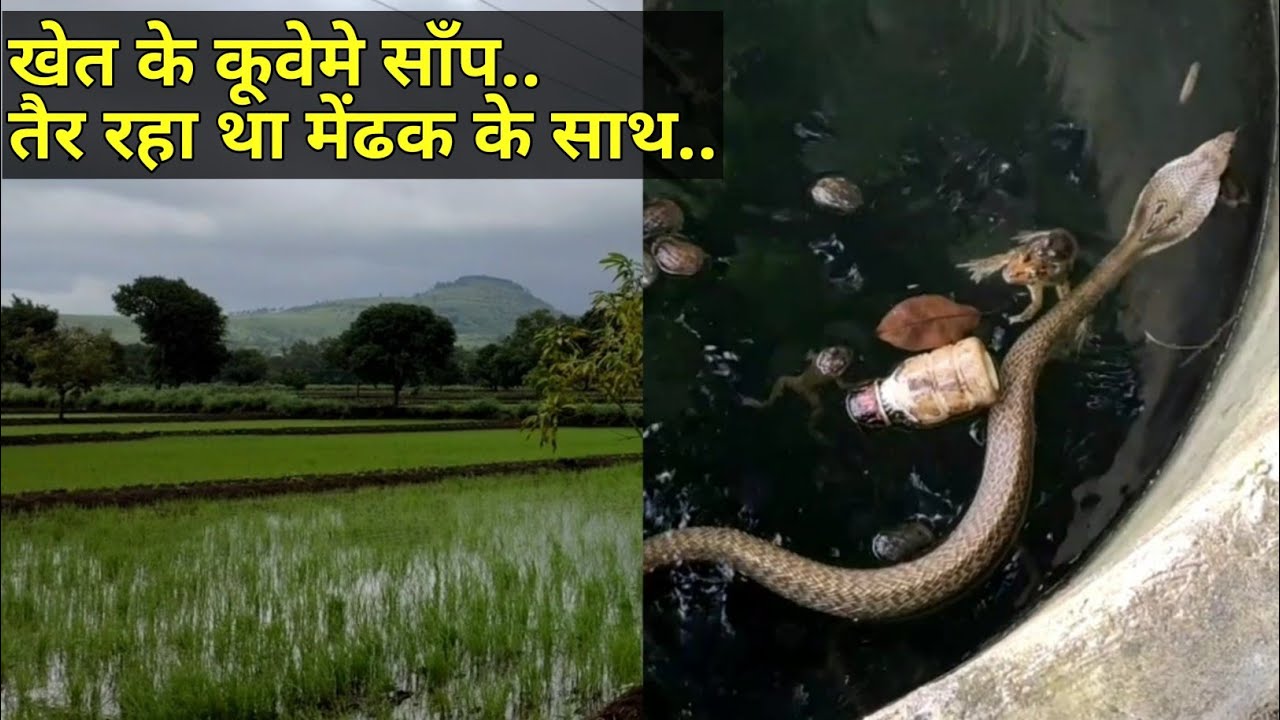 gurukulam film || इस नाग के साथ तैर रहे थे मेंढक || One more Cobra rescued safely ||