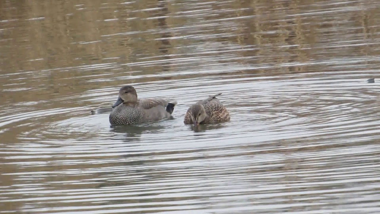 anastasia meaning Gadwall (anas strepera)