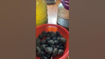 Sâm ô linh ngâm rượu,ngâm mật ong rừng #shots #shortvideo