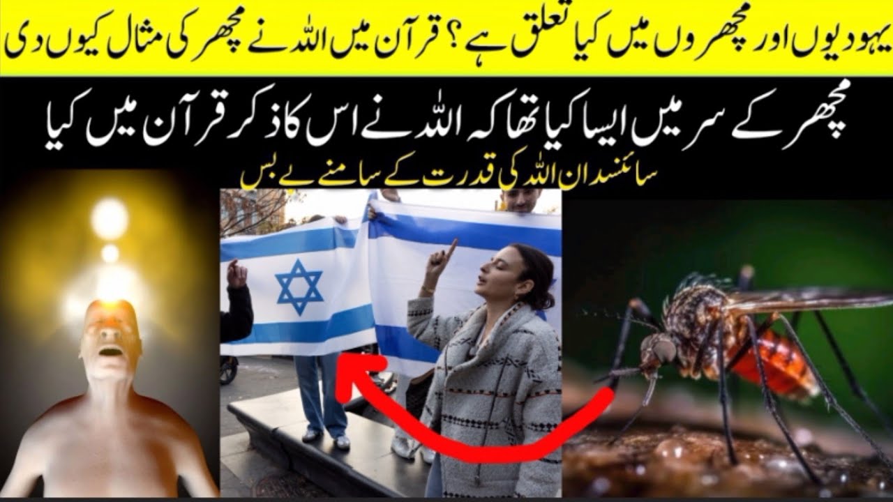Why Did Allah Create Mosquitoes?The Answer Will Shock You|What is ...