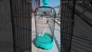 cara menjinakan burung opior jawa / cucak jempol #shorts #storywa #kicaumania #opiorjawa #short