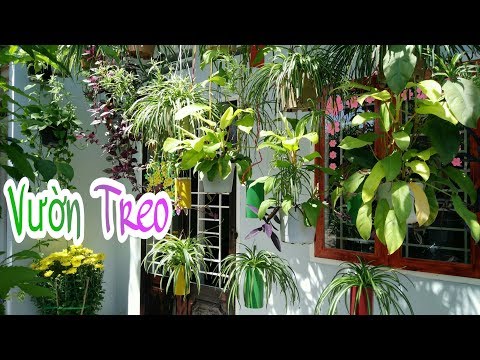 Video VƯỜN TREO Bức Tường Cây ngăn Khí Ô Nhiễm | Hanging... - youtube