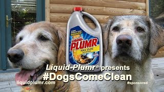 Denver The Guilty Dog & Liquid-Plumr Ii Present #Dogscomeclean