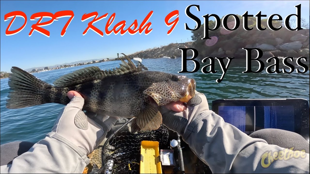Quick Big Glide Bait Session for Spotted Bay Bass in Marina Del Rey