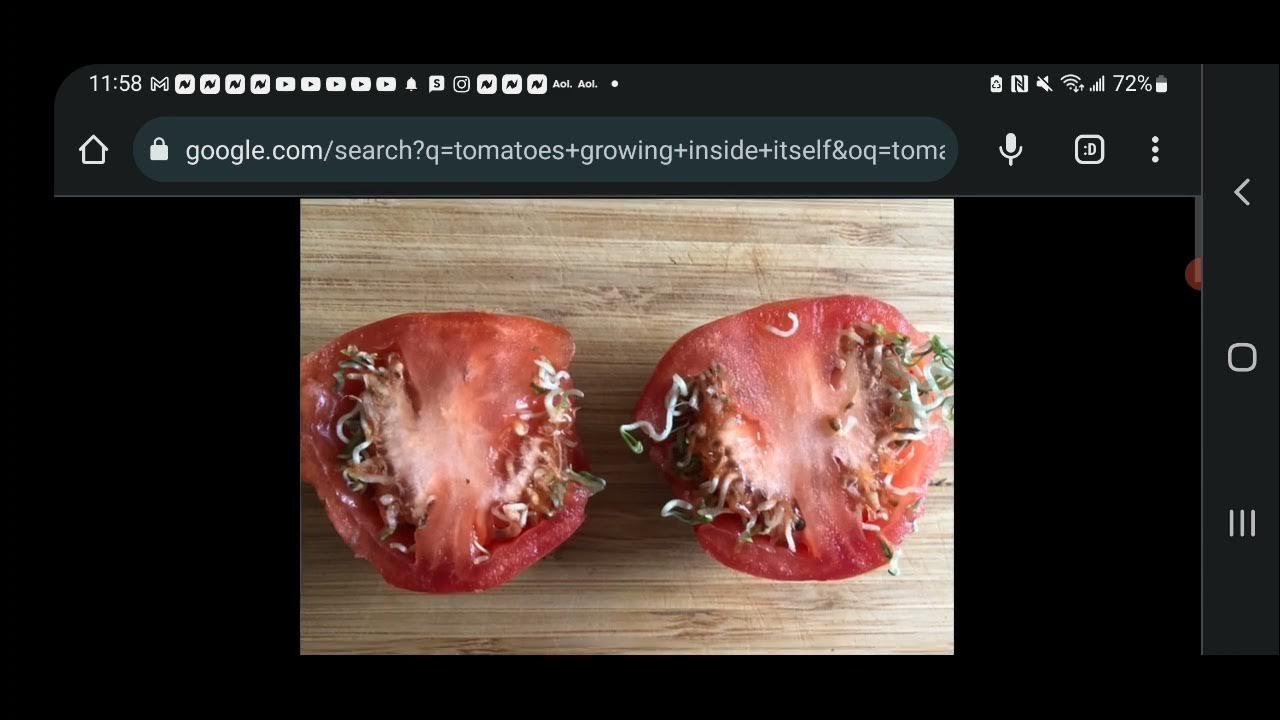 New Mandela Effect (Tomatoe Vines Can Grow Inside The Tomato!) YouTube