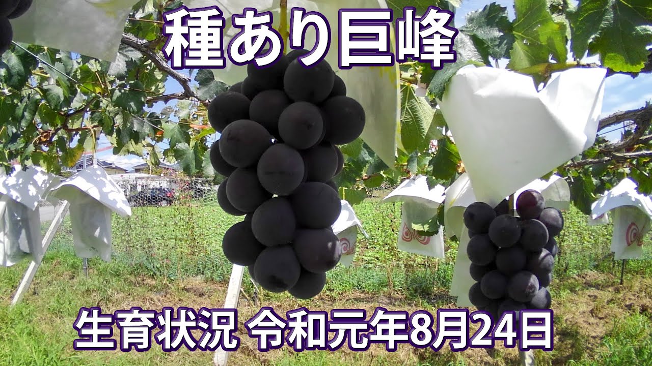 プレミアム贈答】種あり巨峰 4房 ※長野県認証/農薬節減栽培（信州の
