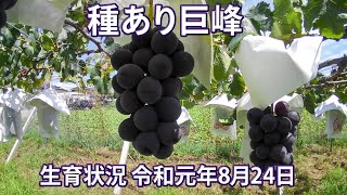 プレミアム贈答】種あり巨峰 4房 ※長野県認証/農薬節減栽培（信州の