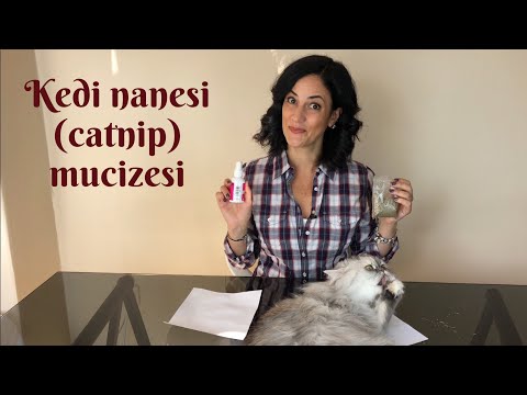 Video: Kedi Nanesi Nedir