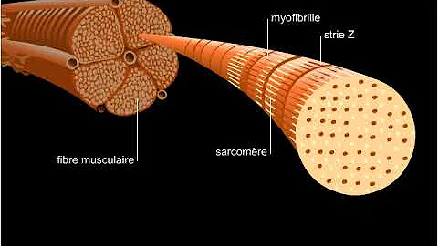 Quelle sont les muscles striés ?