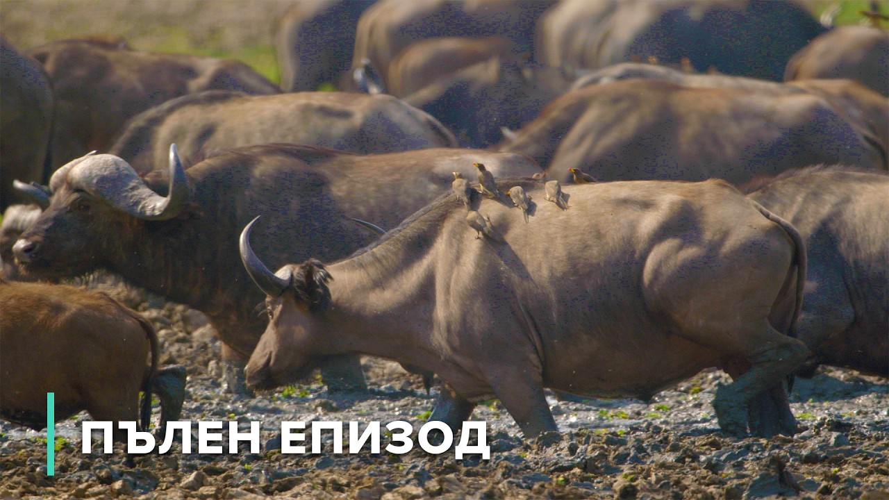 Сушата започва: Как животните оцеляват през сухия сезон | Голямата суша 101